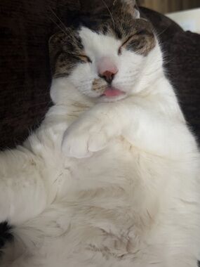 Meet your Posher, Bailey